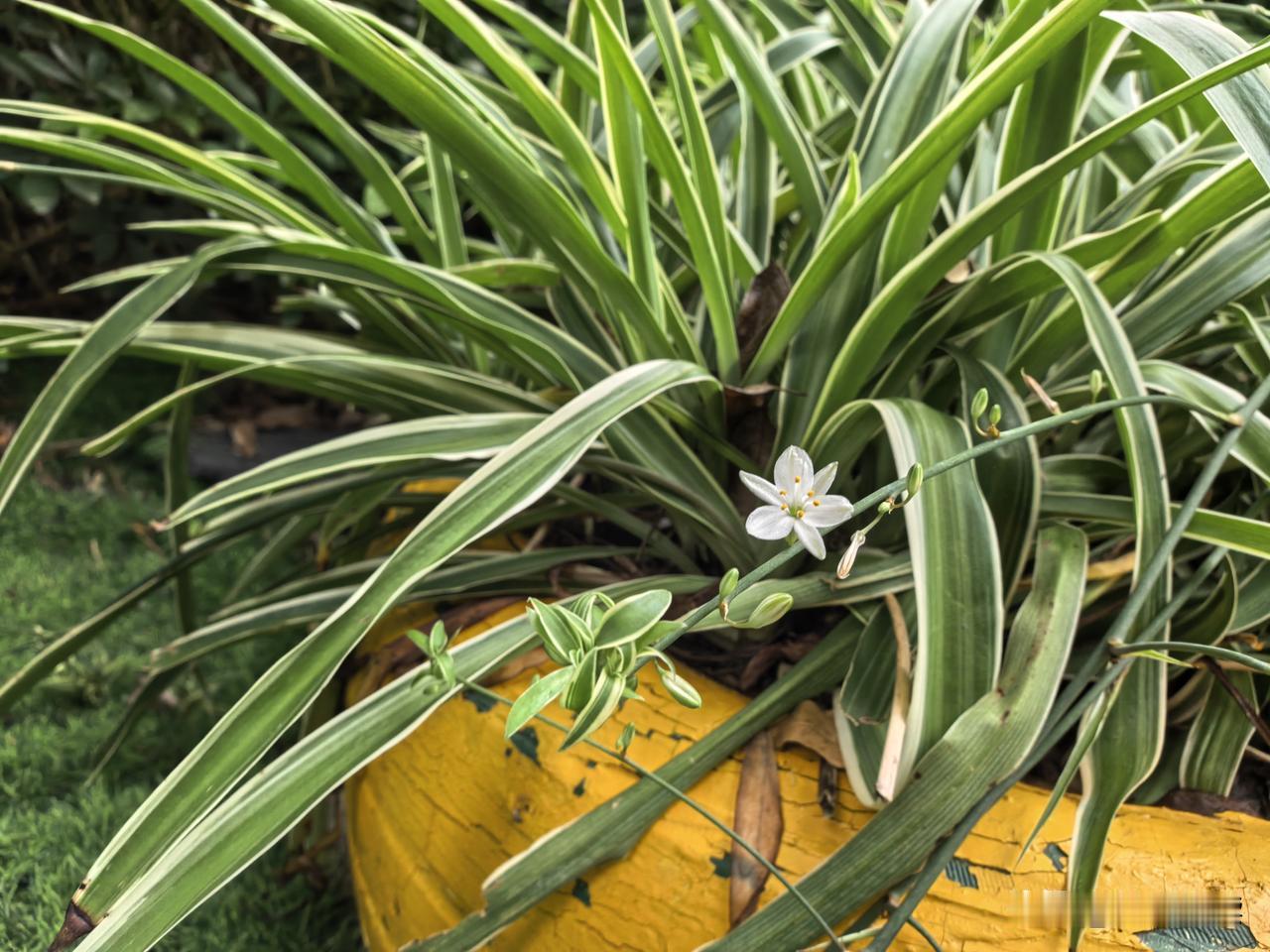 楼下散步，被这朵小吊兰花治愈了。
金边绿叶间，一朵素白悄然绽放，
不张扬，却自有
