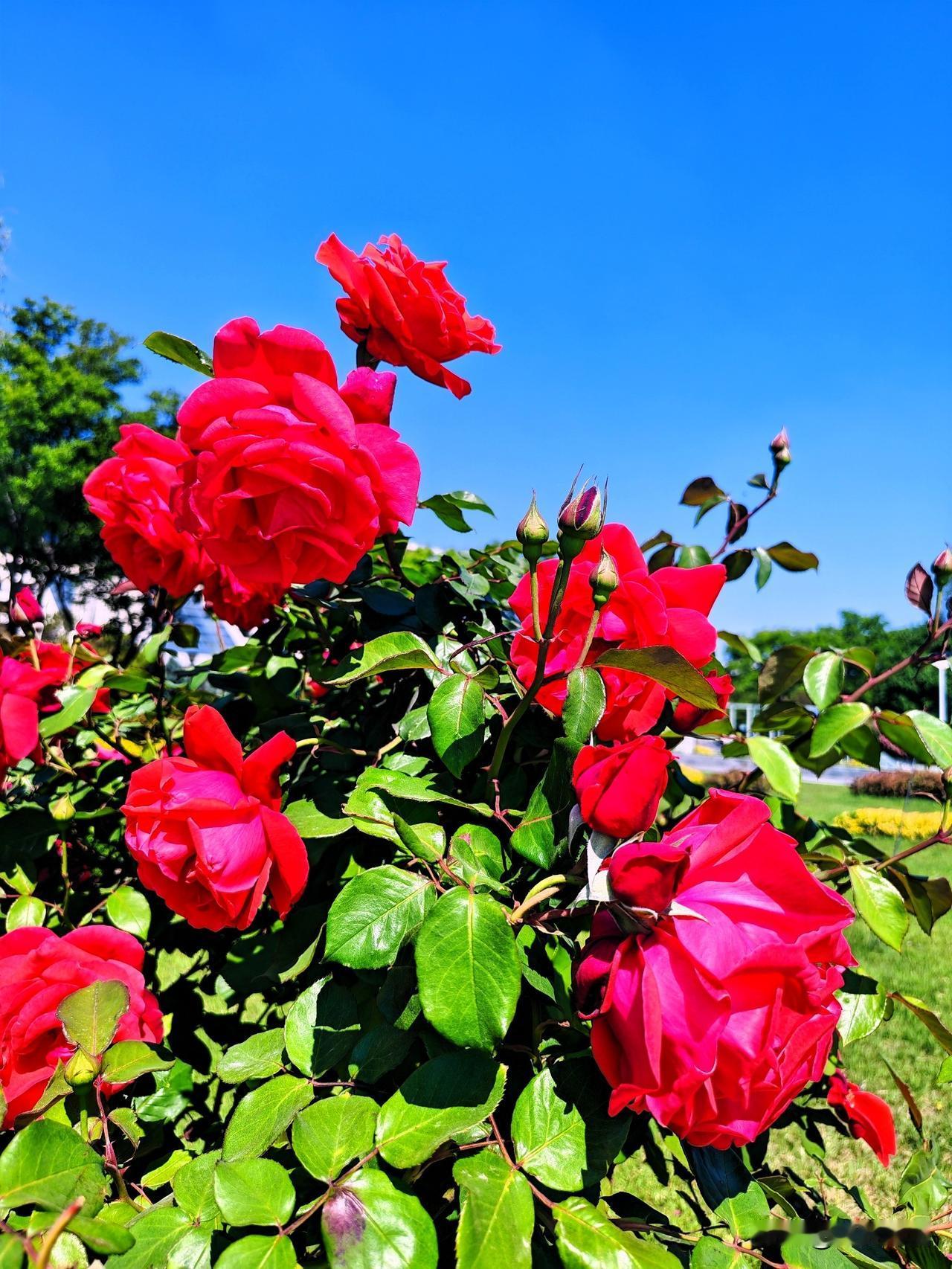 这丛月季真艳丽，美得让人心醉！🌹🌞