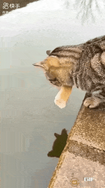 谁懂啊！这只狸猫的“干饭智慧”直接碾压人类吃货！
 
       小时候学《小