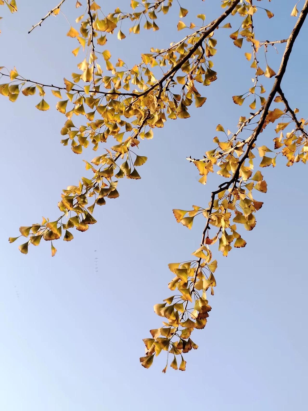 冬至大如年，人间小团圆。今天冬至啦，记得吃饺子，一家人团圆才是最重要的！冬至 篮