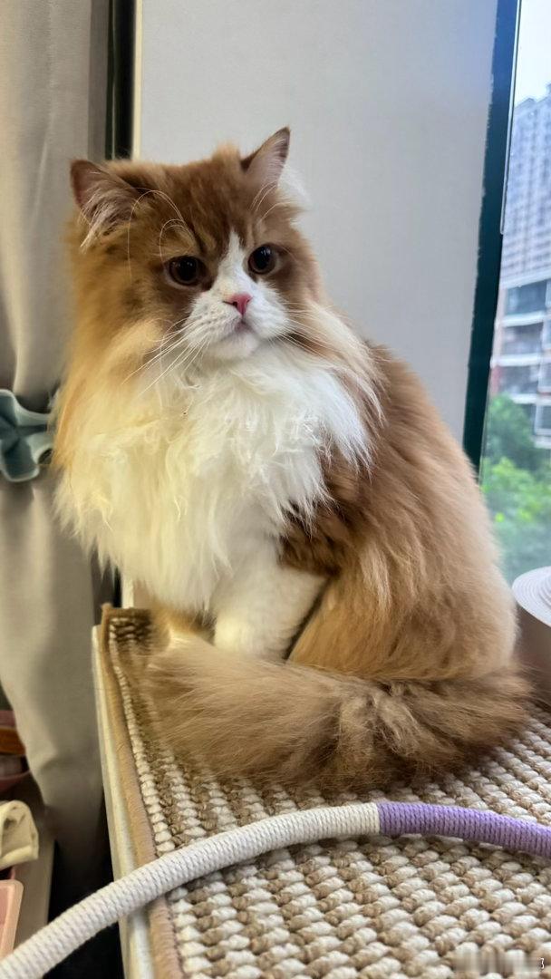 每日萌宠打卡萌宠萌萌美猫上线