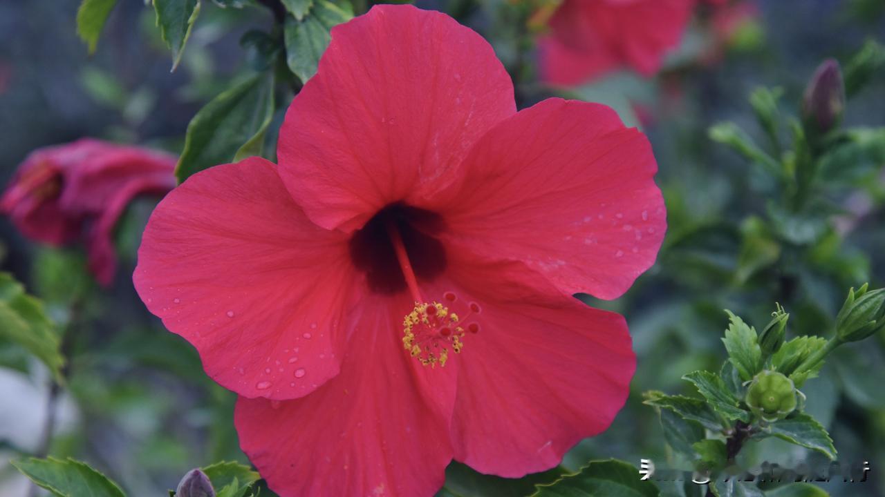 不与繁花争媚宠，独留雅韵满庭芳。朱槿花