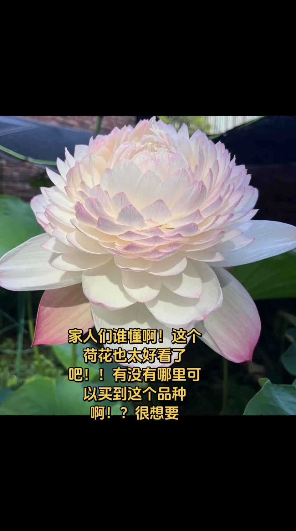 家人们谁懂啊！这个荷花也太好看了吧！！家人们谁懂啊！这个荷花也太好看了吧！！有没