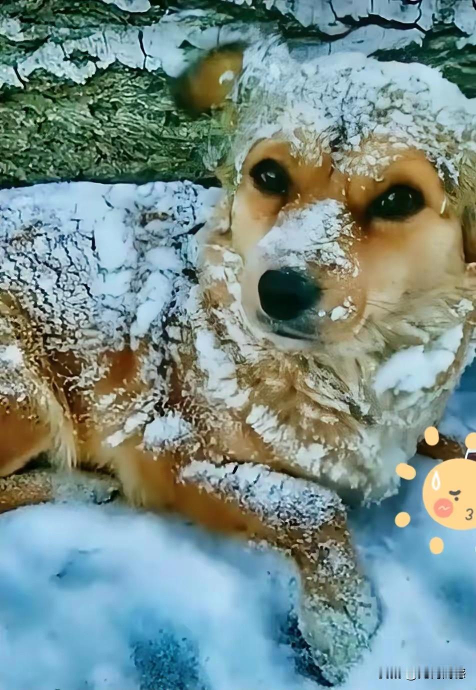 到了冬天，流浪的毛孩子太遭罪了，同样是毛孩子，有的毛孩子和主人住在温暖的楼房里，