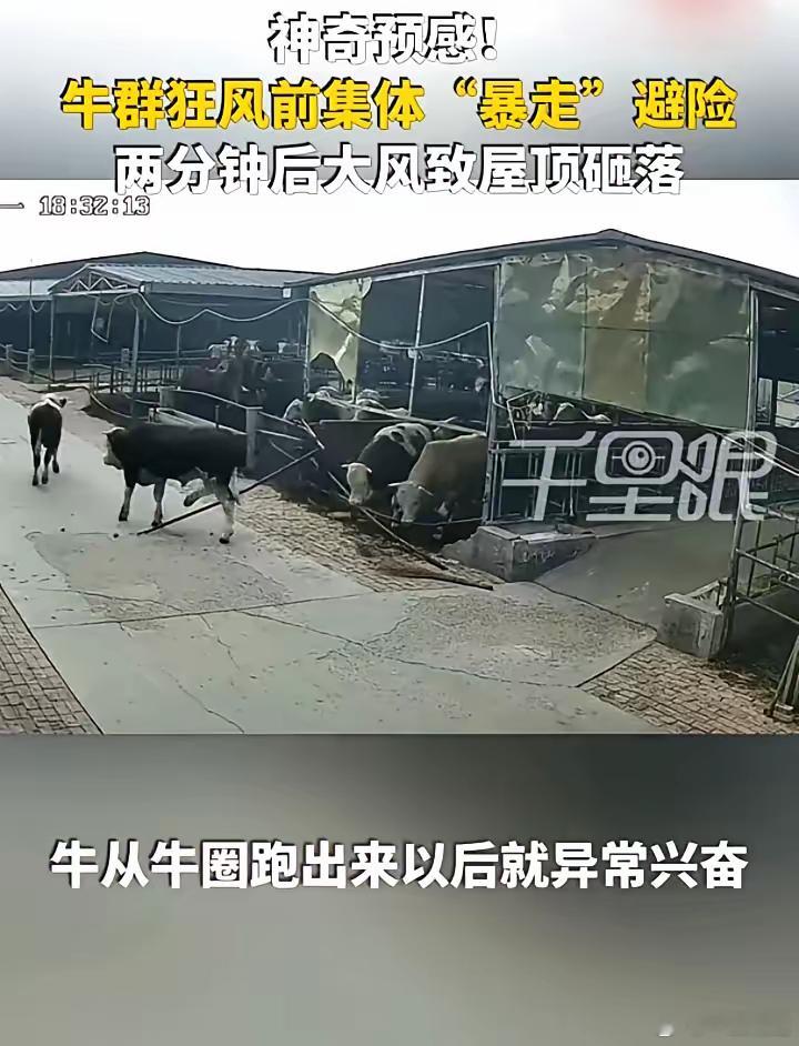 太不可思议了！6月9日，河北邢台一处养牛场内，一群正在吃草的牛，突然集体冲出牛圈