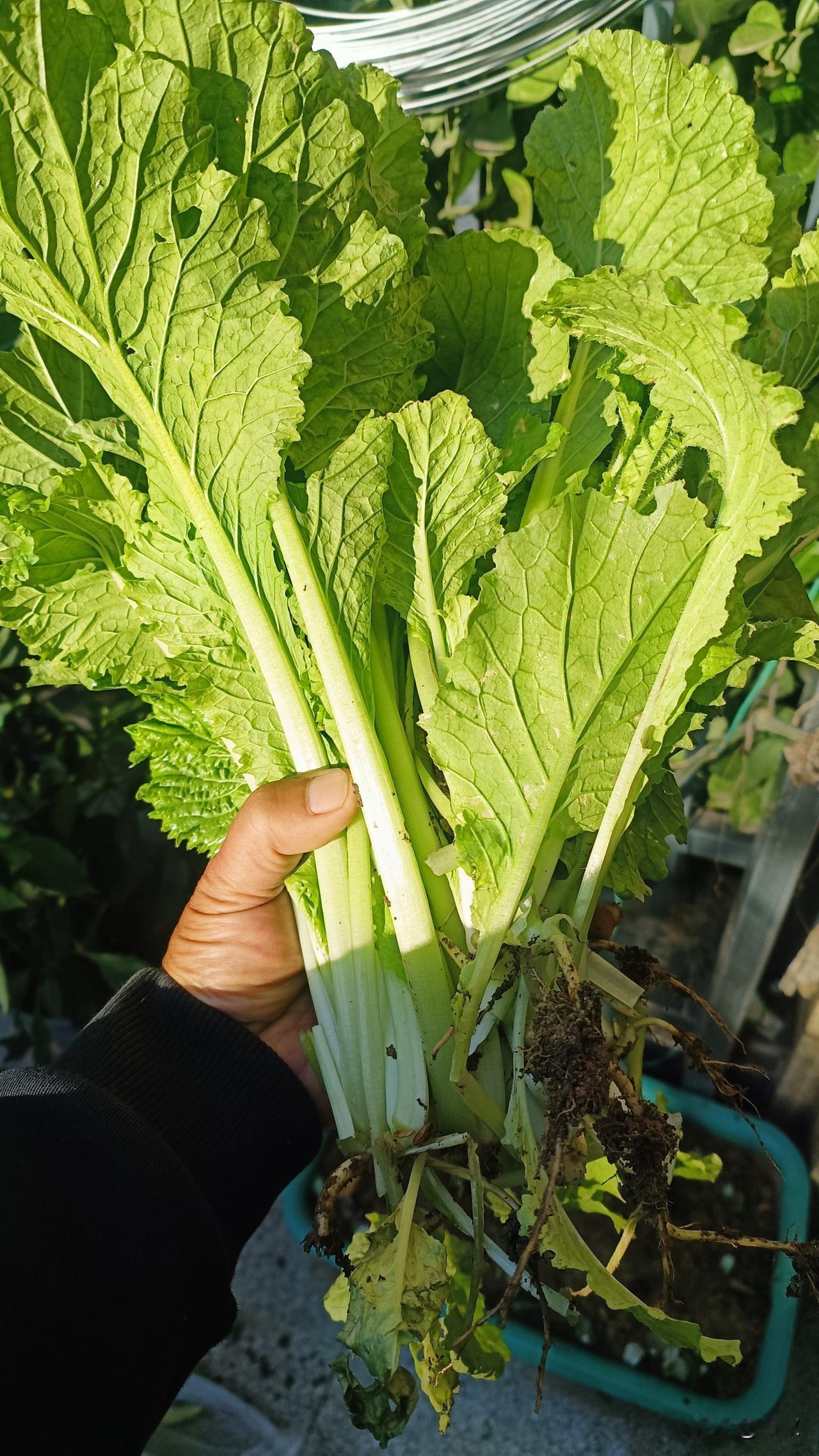 小菜园迎来首批采收，现摘现吃太香了
 
一个月前播下的小菜种子，小白菜、油麦菜、