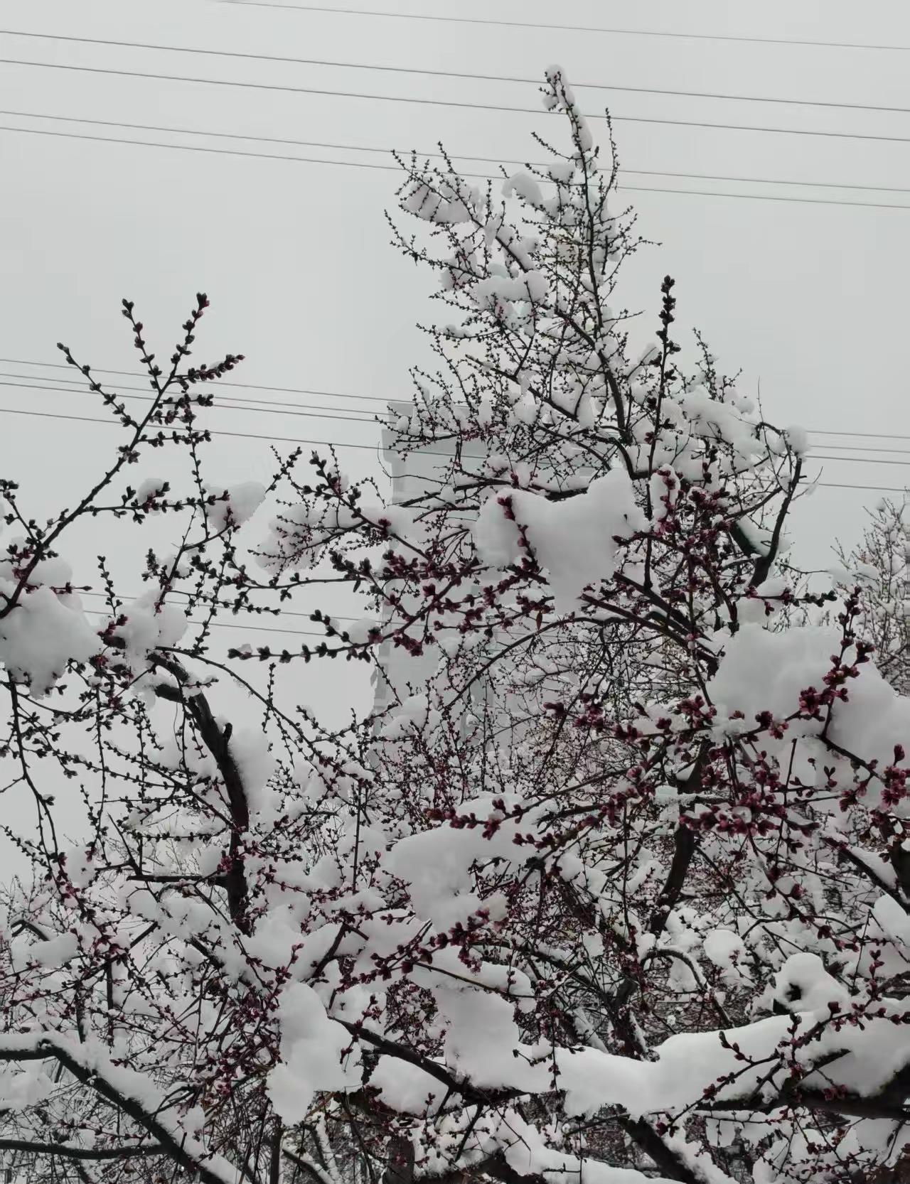 石家庄昨晚的大雪，太美了。