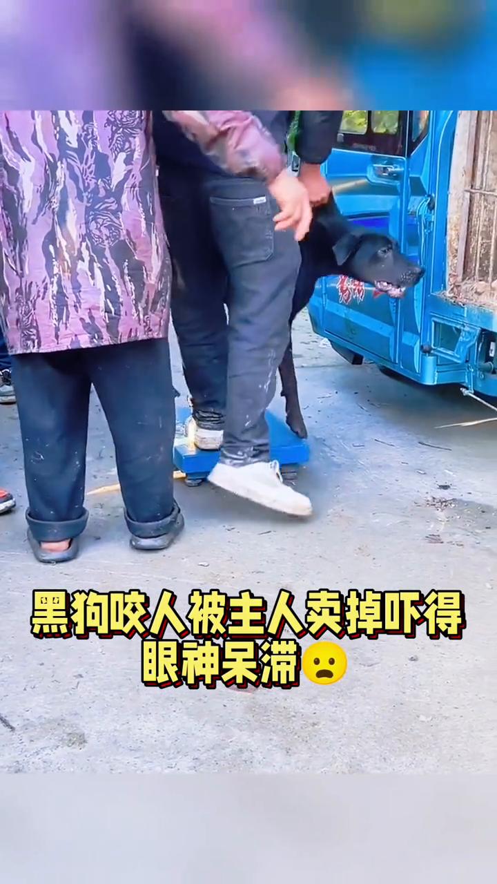 黑狗咬人被主人卖掉吓得眼神呆滞。