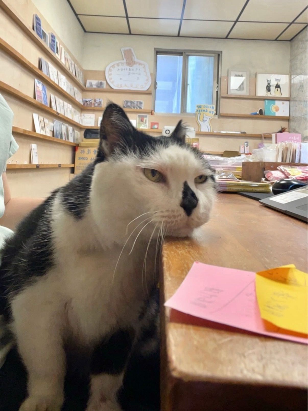 分享一只脸很臭的猫 