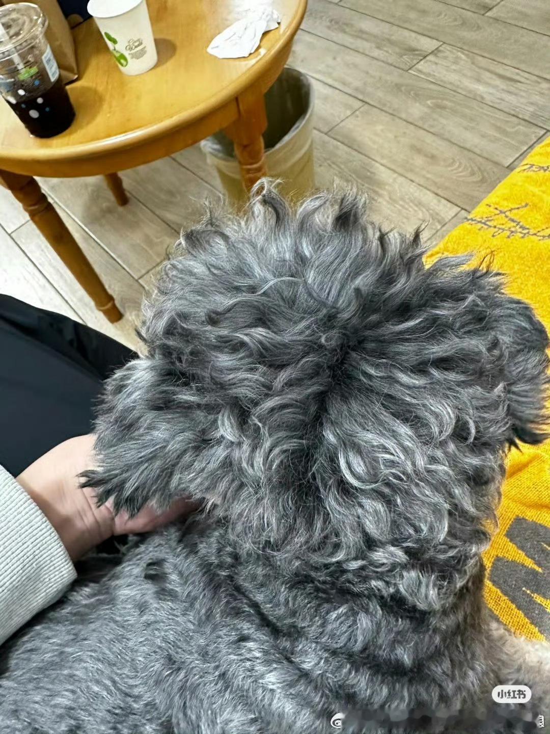 呆 ​​​