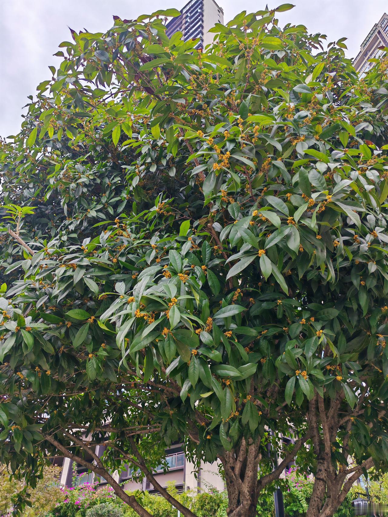 风掠过巷口时，最先接住的是满枝金桂泼洒的甜香，不是试探着飘出来的，是层层叠叠挤在