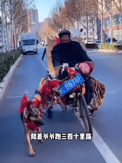 破防了！青岛拾荒大爷身患重病无依无靠，捡到小狗相伴整整十五年，狗狗拼命拉车养家，