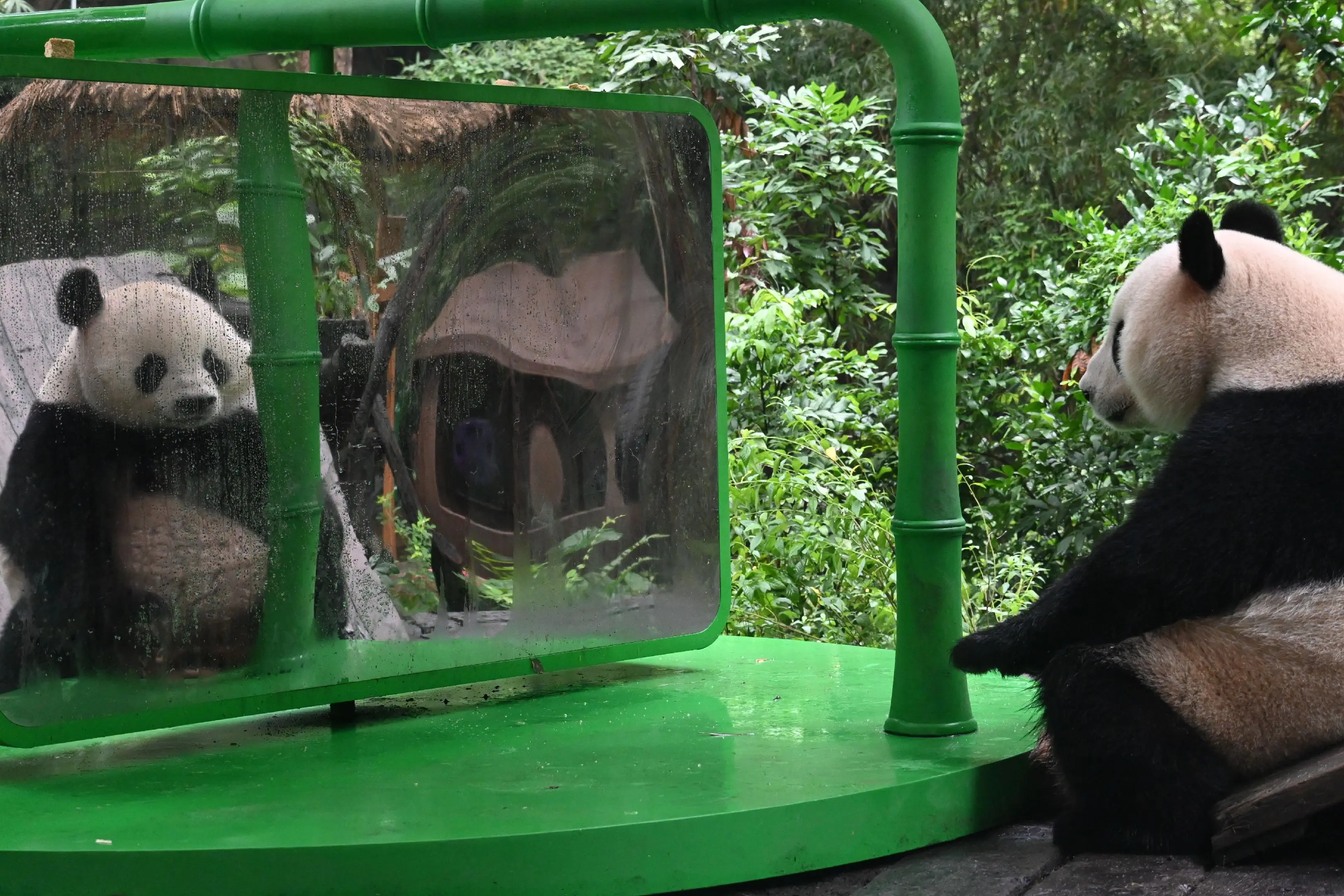 国庆大熊猫。（原来我拍了那么多国庆和镜子的照片，太可爱了。）
