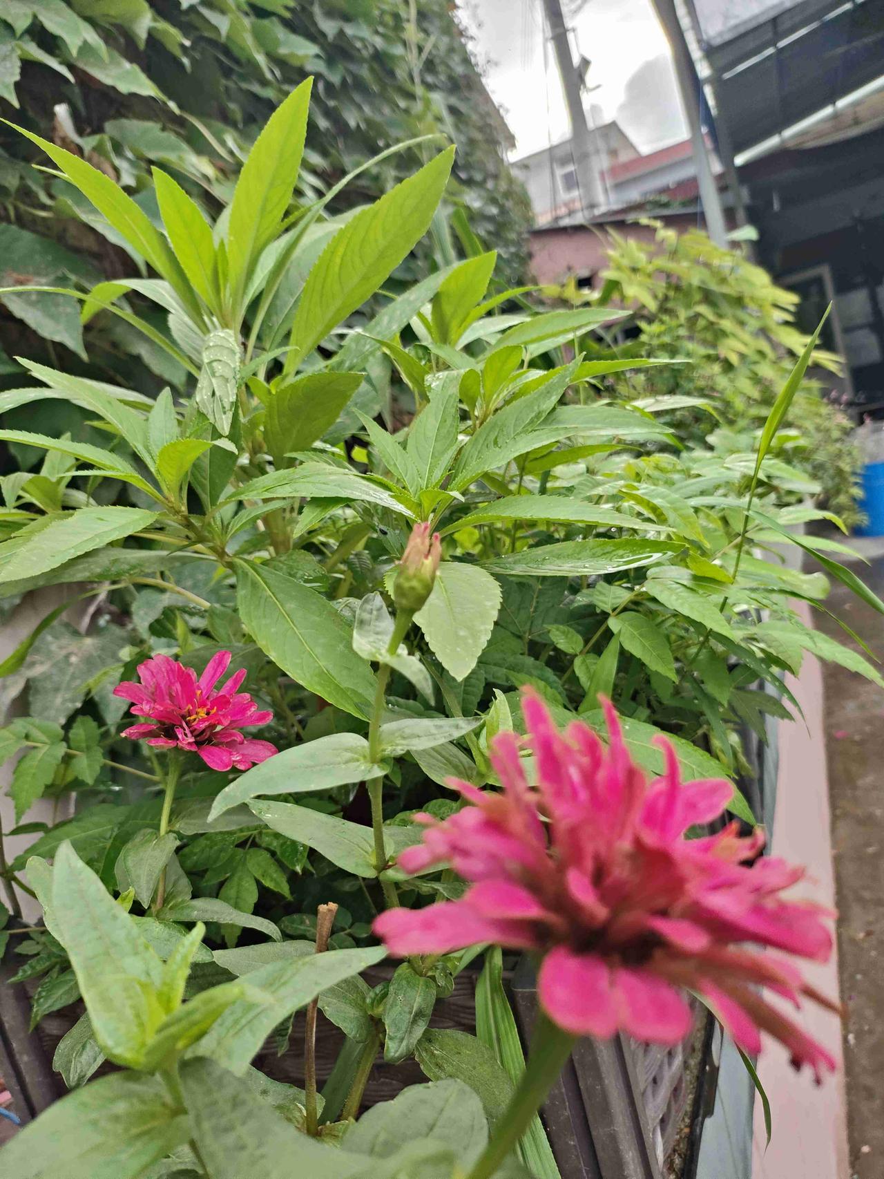 我的今日状态：😁轻松愉快
我这里的天气：🌧下雨 一场小雨过后，花草格外鲜活。