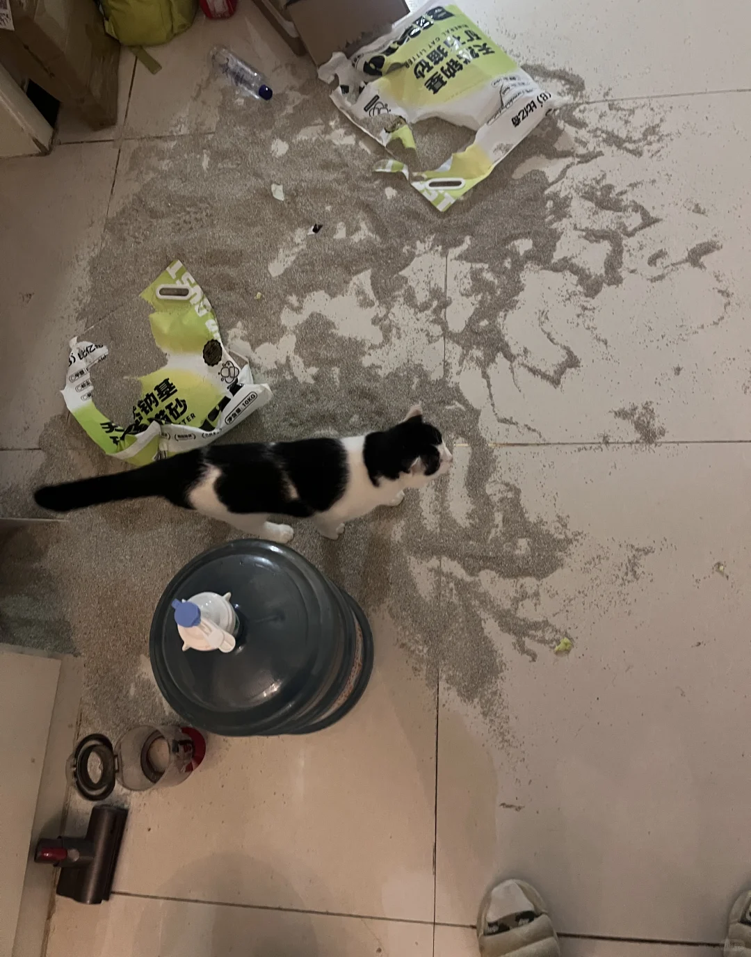 小猫把猫砂拆了在客厅边玩边拉屎…