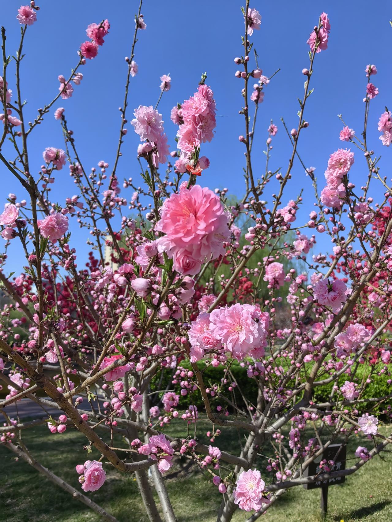 瞧瞧阳泉桃河的风景，那般安静惬意，让人们尽情沐浴在春日暖阳里。在这如此幸福的时刻