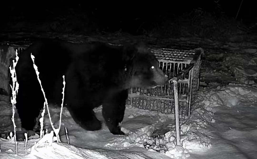 嘿，家人们，今天给大家带来一则超级震撼的消息！就在日本，有人捕获了一只堪称“熊王