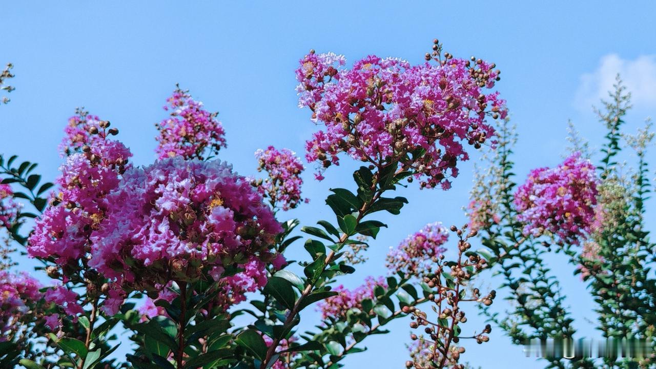 紫薇花的别名非常丰富，常见的别名主要分为这几类：
1、 因“怕痒”得名：这是紫薇
