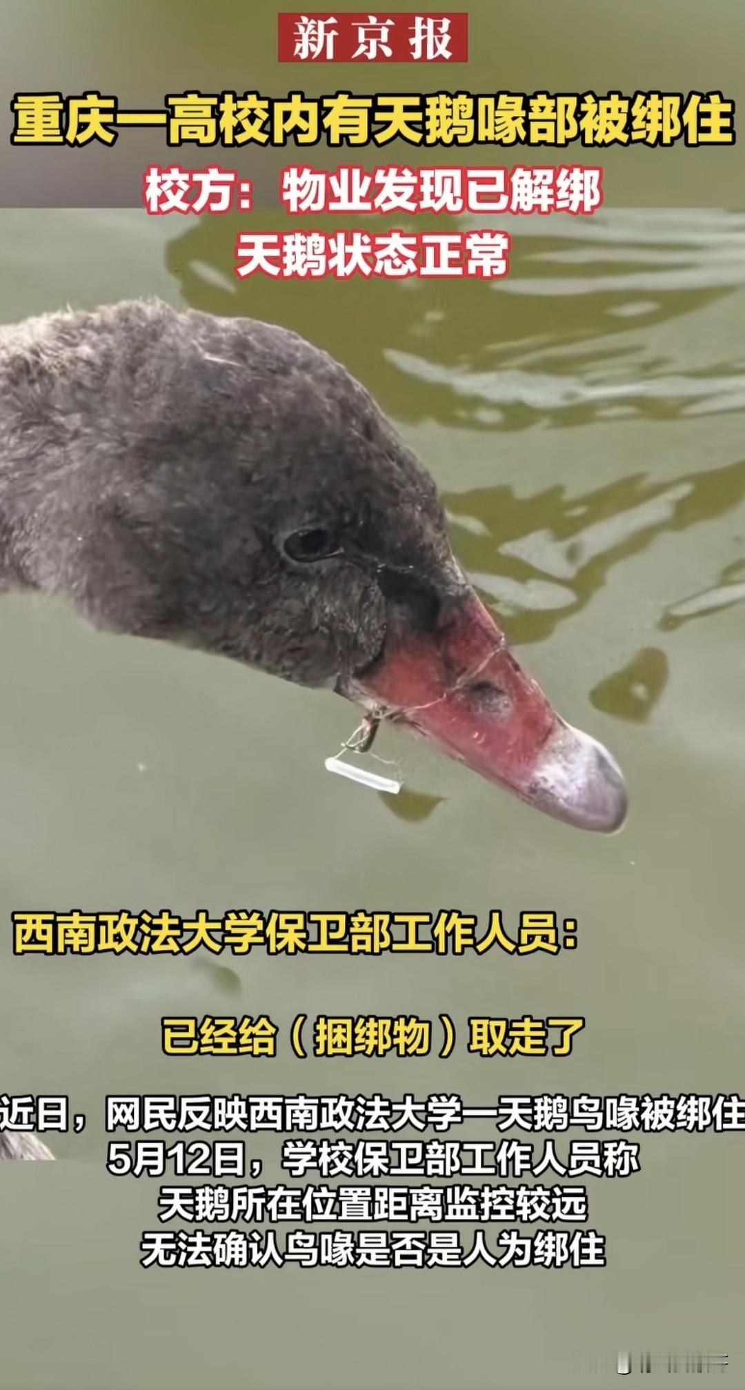 如果西南政法大学校园的湖面有监控，我觉得应该好好查一查，这不仅仅只是一只天鹅的问