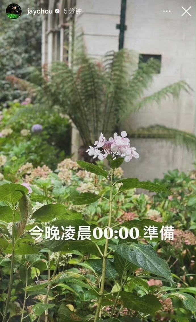 周杰伦说今晚0点准备嗯？这是？