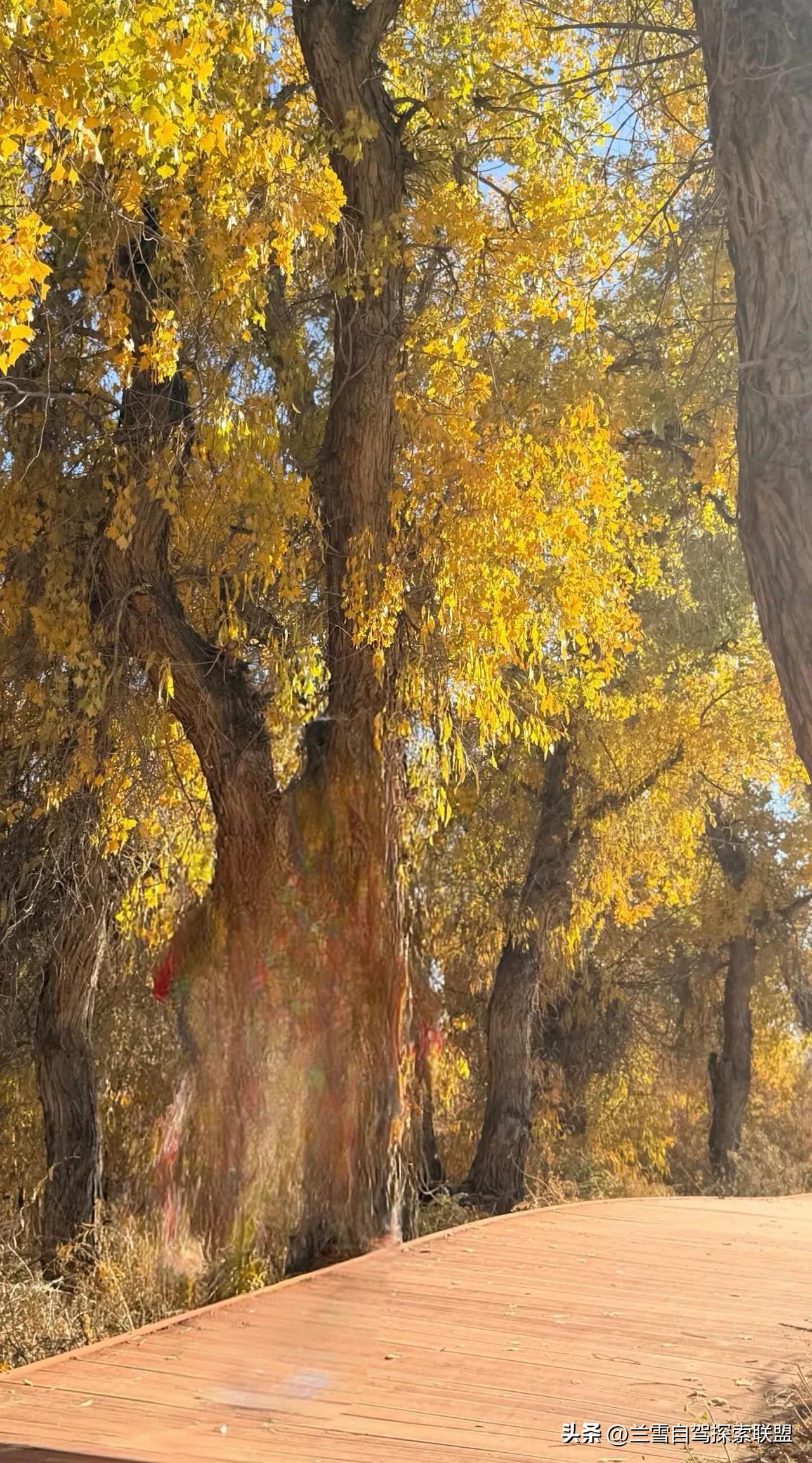 本周是看胡杨的黄金期，离乌鲁木齐最近能看大片胡杨的地方“老龙河胡杨林，导航“老龙