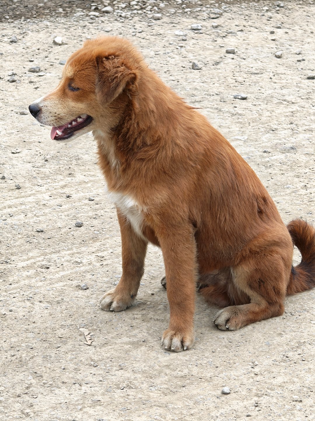 发现一只中华田园犬。每天早起打卡 ​​​