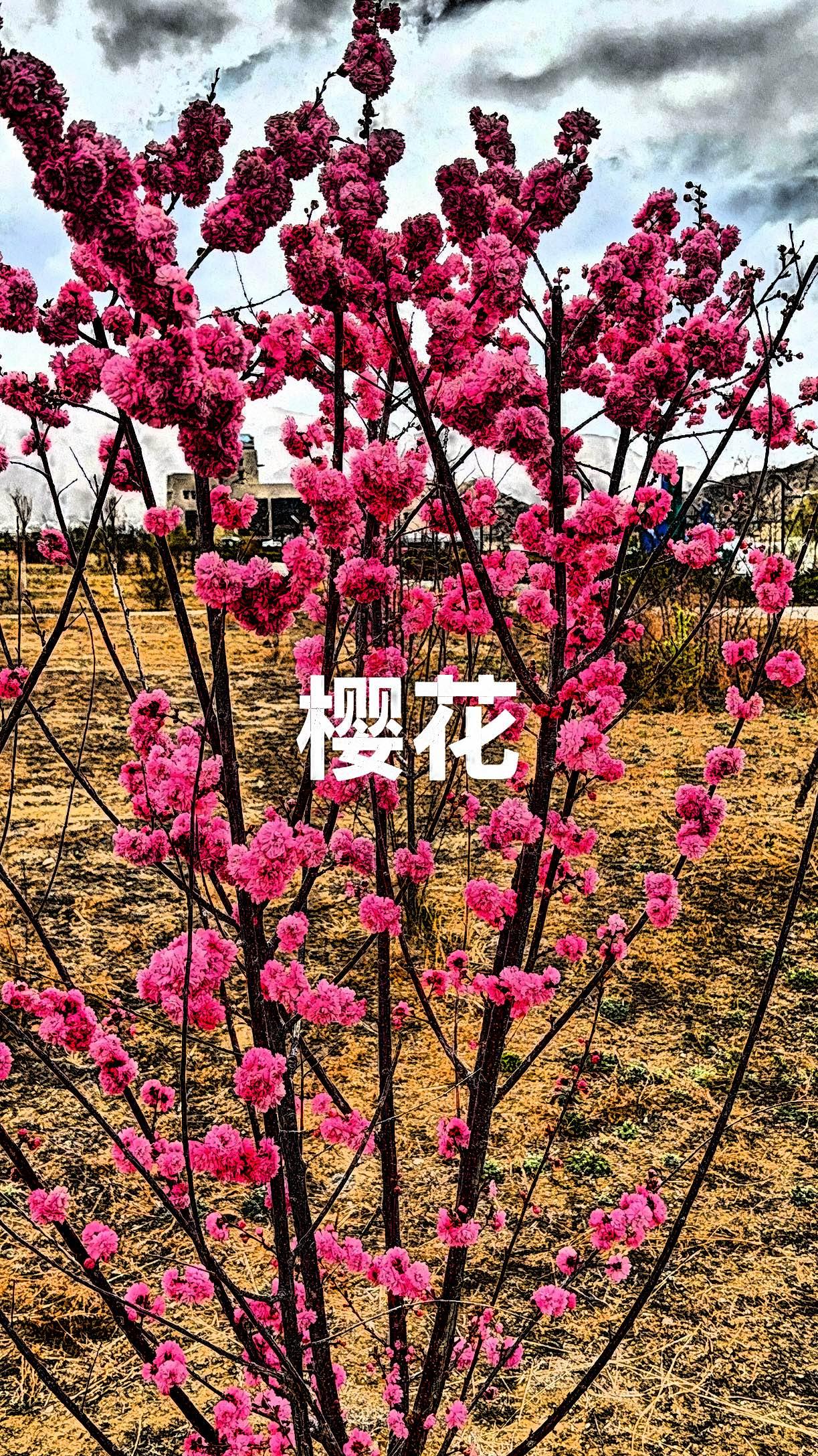 最近参与了晒图笔记大赛，看到李昀锐分享的图片与感悟，我深有共鸣。生活里，我们时常