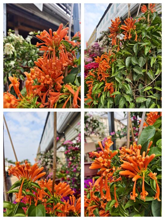 🌼被邻居追着问的炮仗花，养护秘籍奉上！