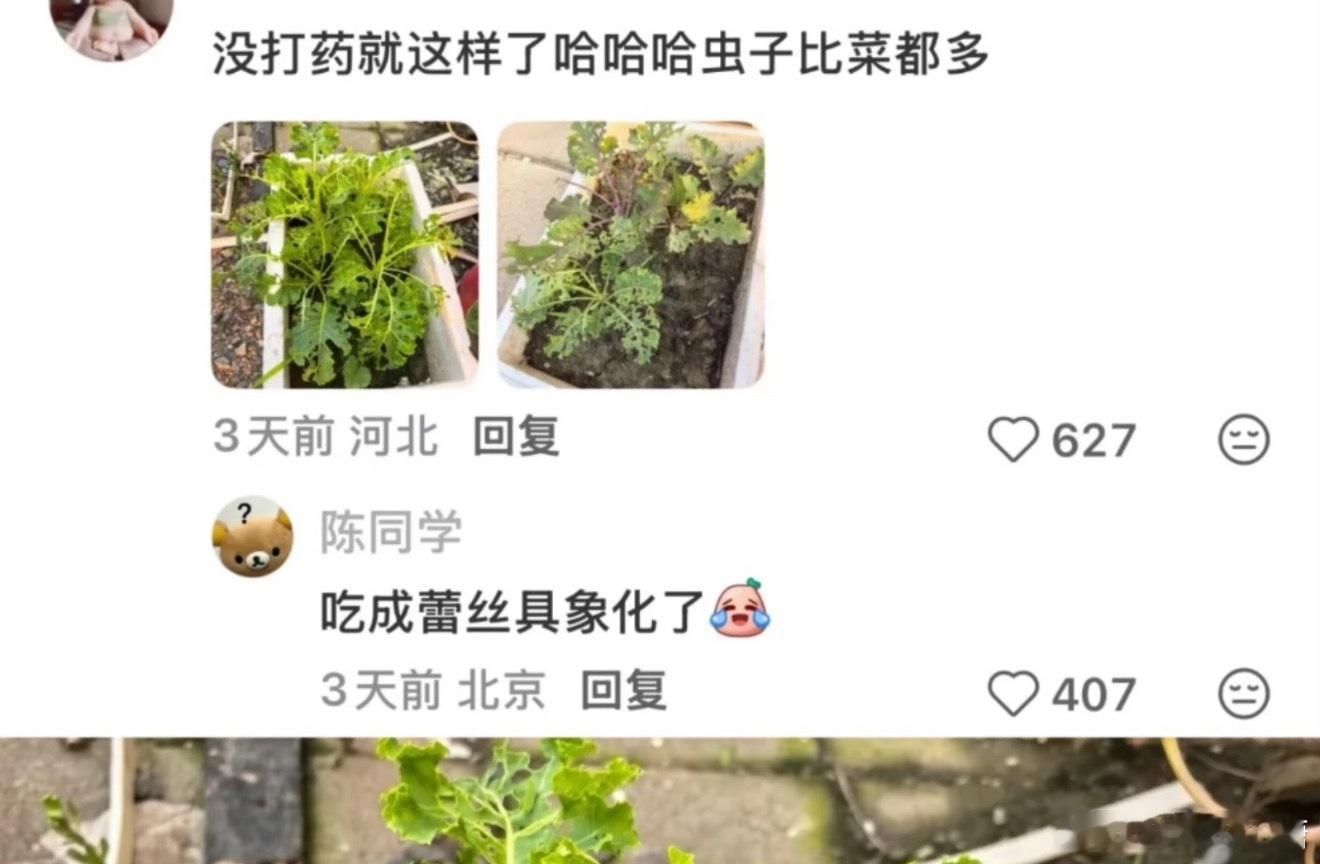 羽衣甘蓝 农药天又塌了前阵子白菜不能吃了这会儿羽衣甘蓝又有农药了但这真的假的啊？