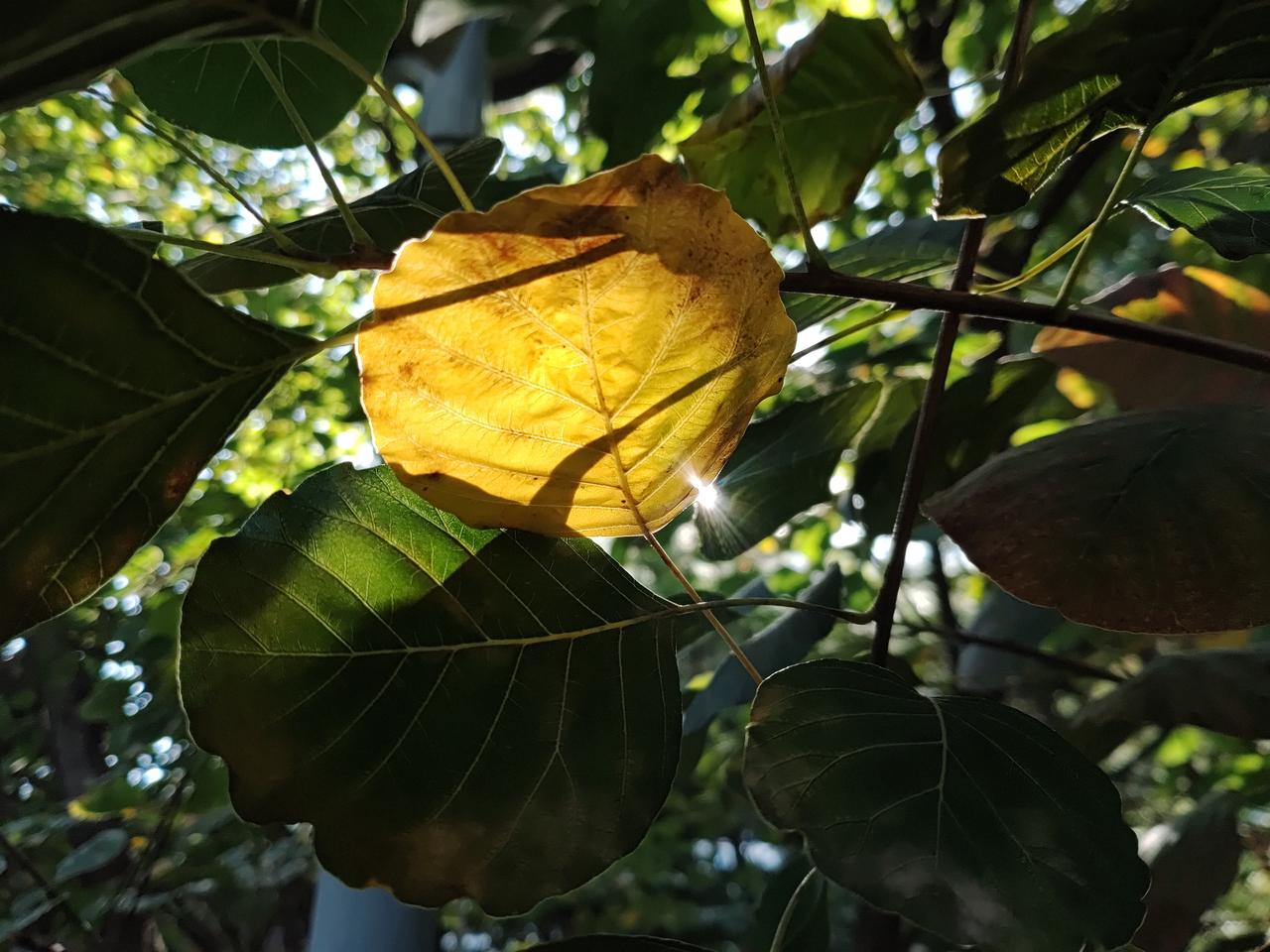 秋天的照片
不一定要枫叶的火红
也不一定要银杏的金黄

这个渐变色彩
就刚刚好