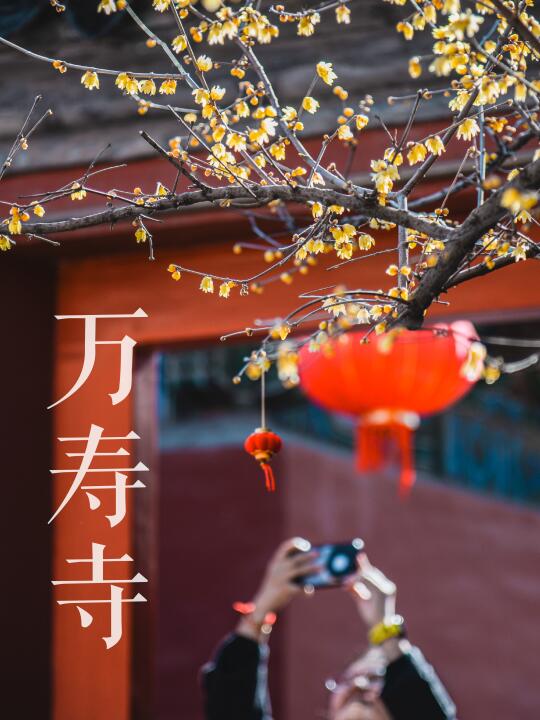 万寿寺｜京西小故宫的腊梅开了（附全攻略）