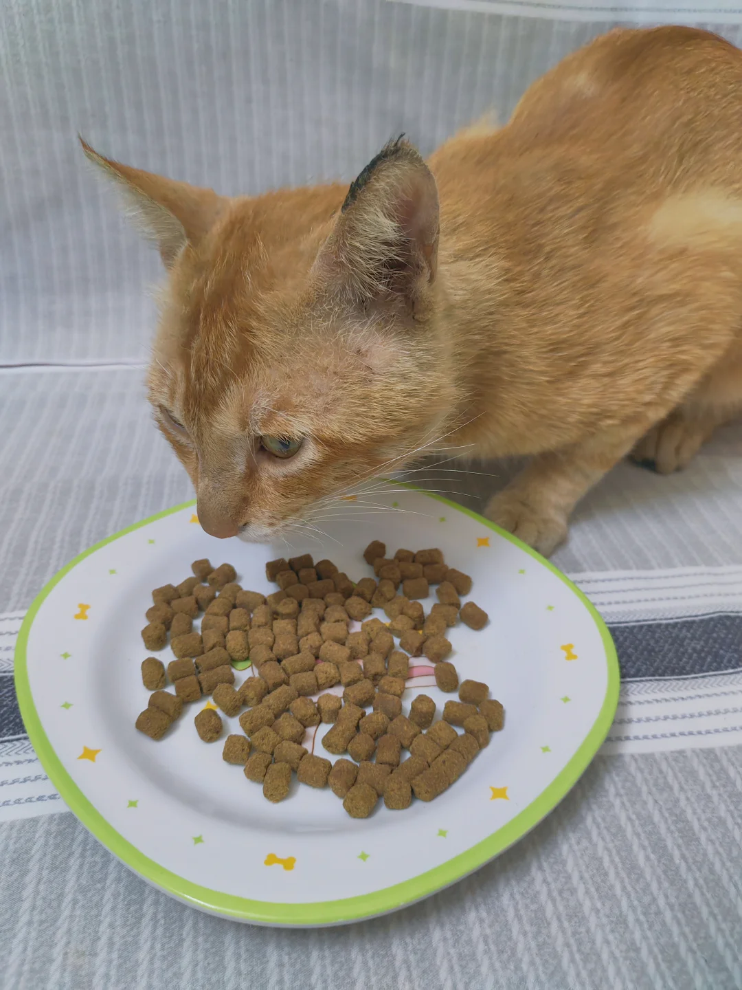 惬意用餐喵～