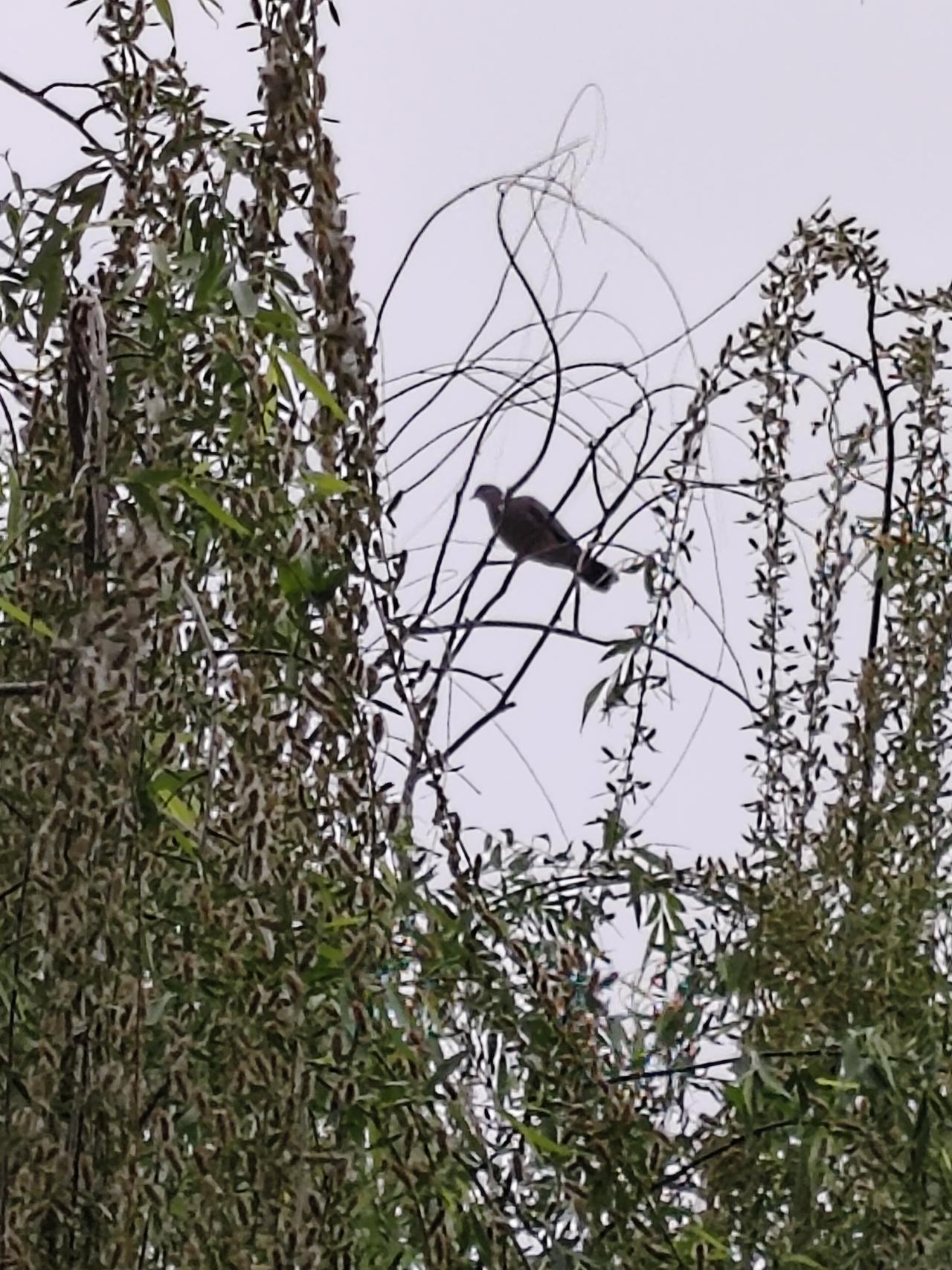 春日生活打卡季《柳与莺》谷雨牡丹红，翠柳落鸣莺。闻得同伴叫，空留柳与风。