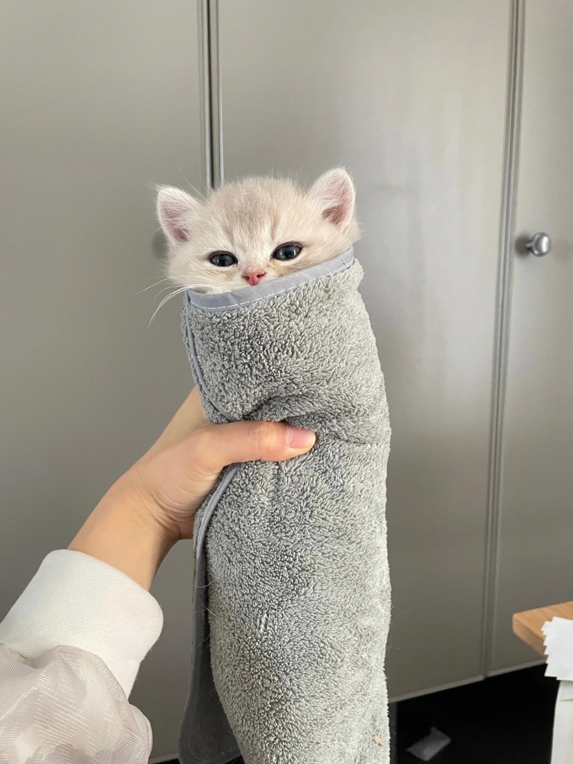 我自愿加入猫猫教，成为忠实的猫猫教徒[憧憬]#老人说腿卷起来的才是好猫# ​​​