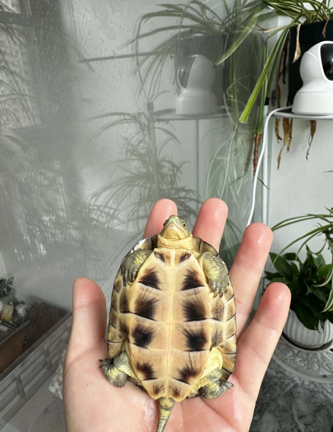 你好像有点不服气
到家已经一年多啦~[大笑]
乌龟🐢