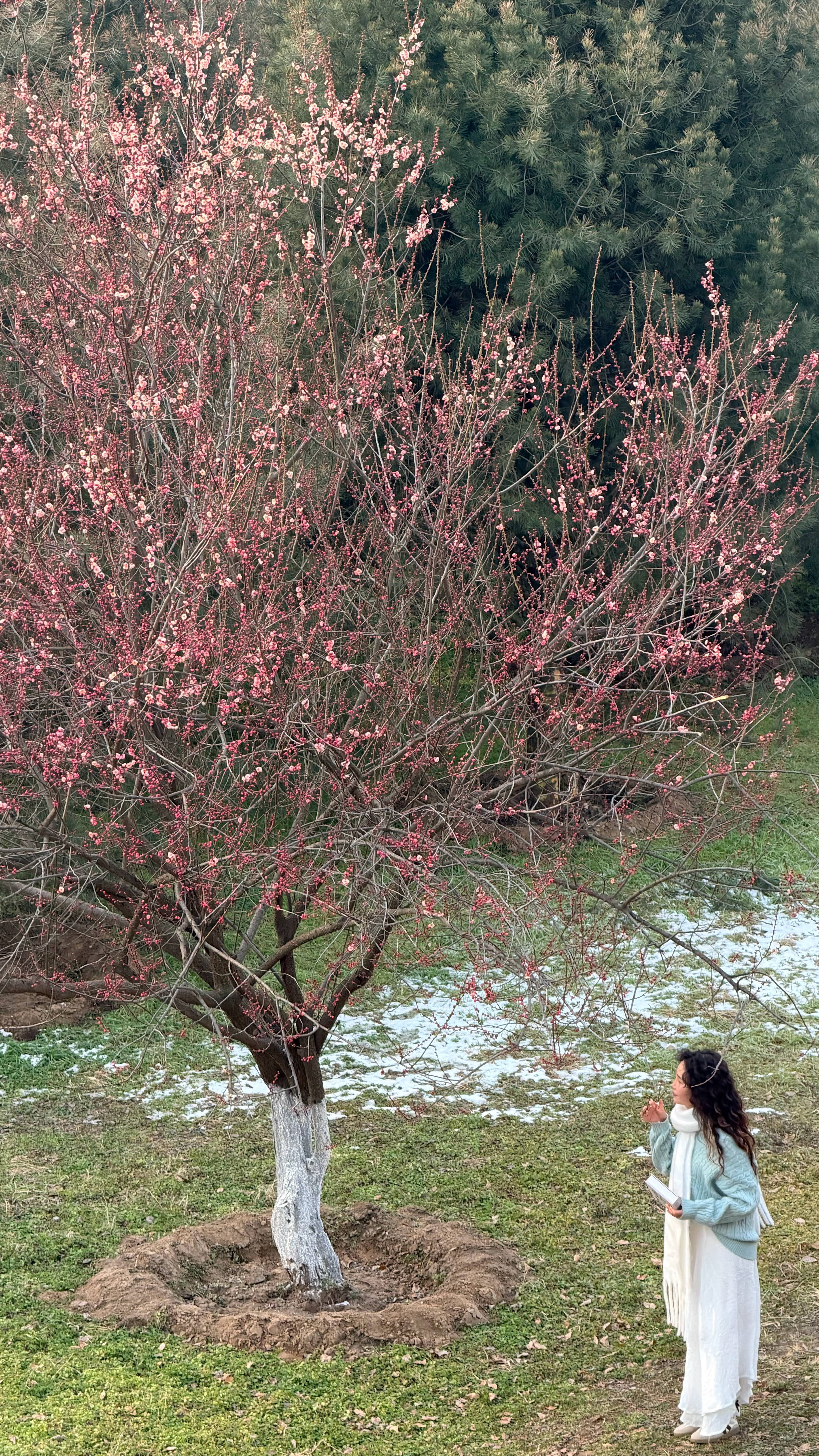 西安河堤路的梅花开好了今年西安的梅花开的真早，往年都是3月份左右今天提前了！ 