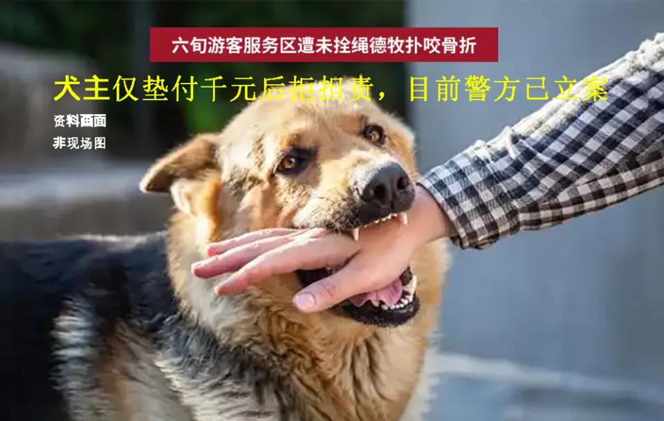 太气人了！山东一60岁老人在服务区休息，遭德牧两次冲下车撕咬，犬主得知手术费后变