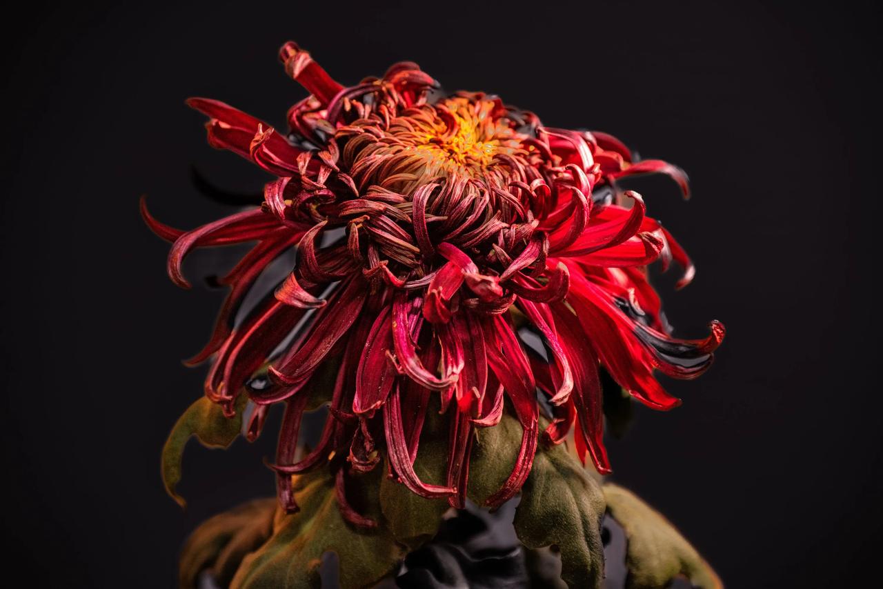 菊花，你是秋的精灵，五彩斑斓地点亮了单调的秋色。你那淡雅的芬芳，不似玫瑰般浓烈，