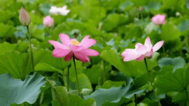 昨天我和老公给公公上坟，正好遇见堂姐在坟上给大伯大娘上坟，堂姐哭的好伤心，我和老