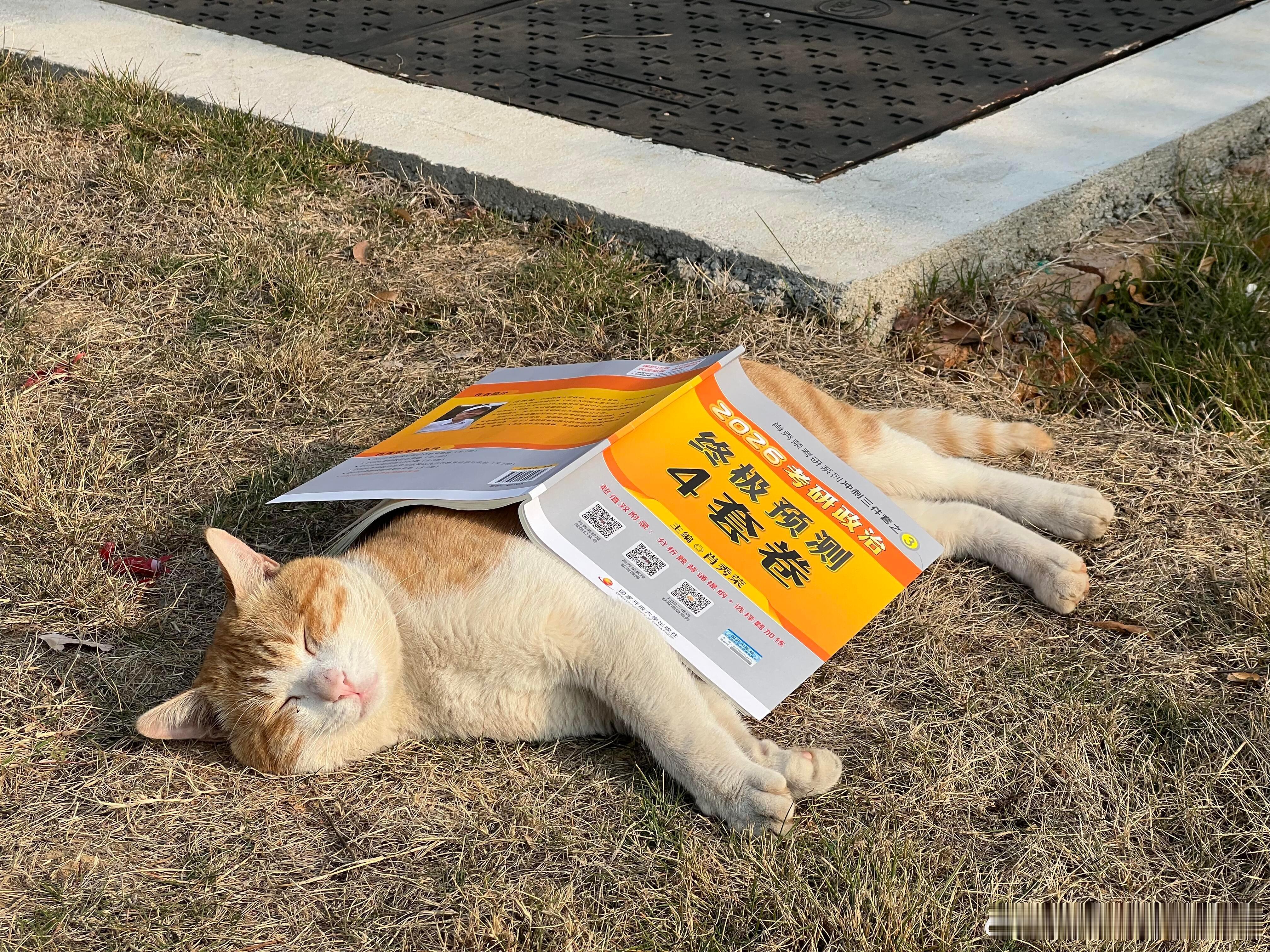 🐈：人，咪背不过肖4 