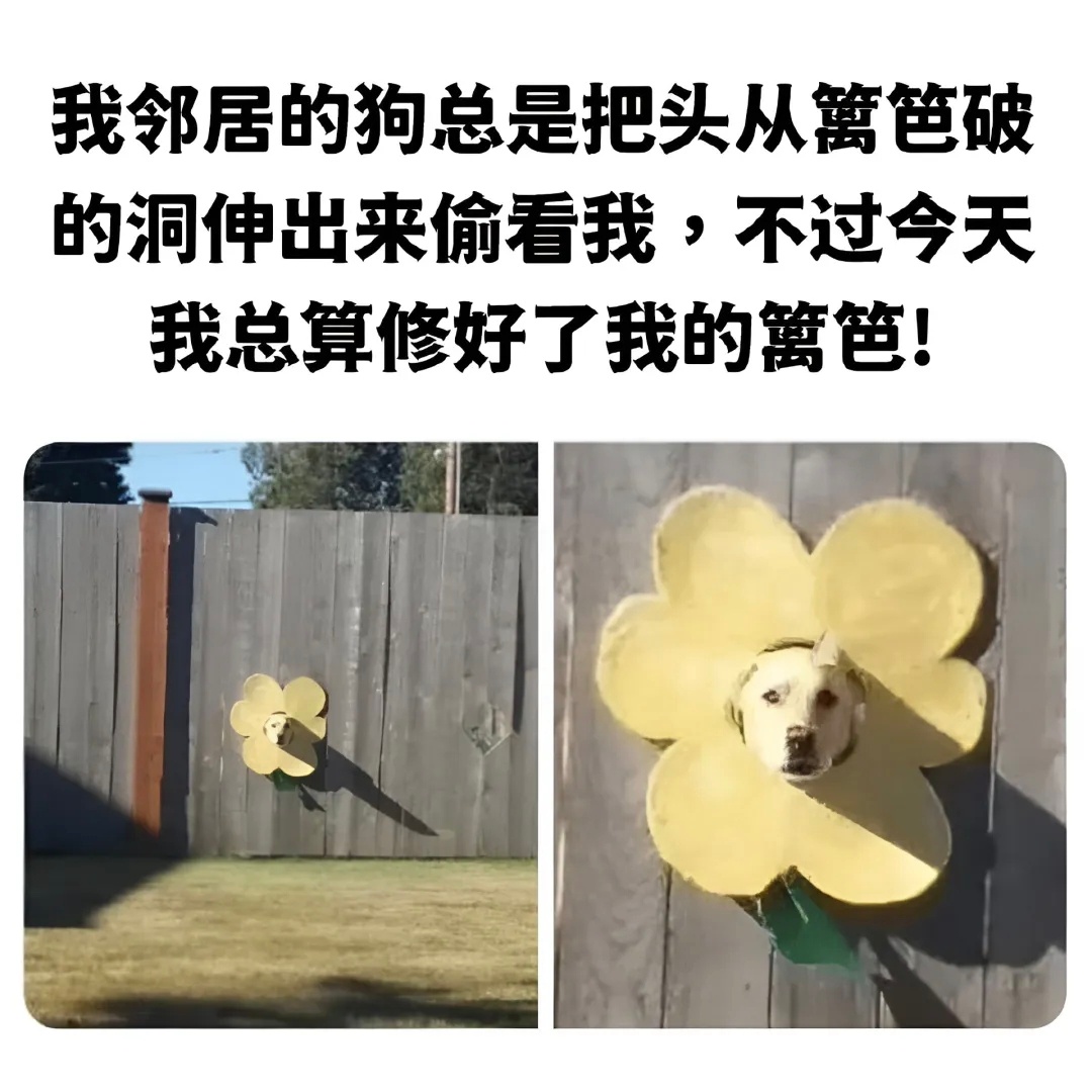 小动物memeᯓ🛍️meme春风里派对