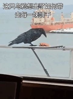 都说乌鸦聪明，这次终于见到了！