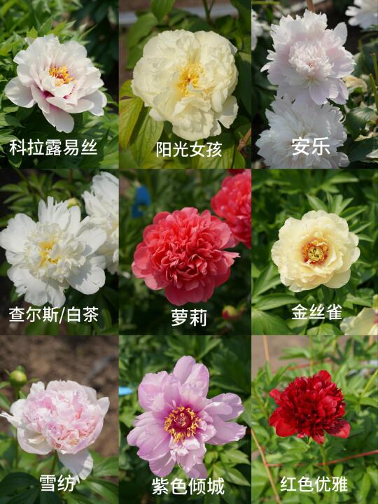 芍药图鉴大放送