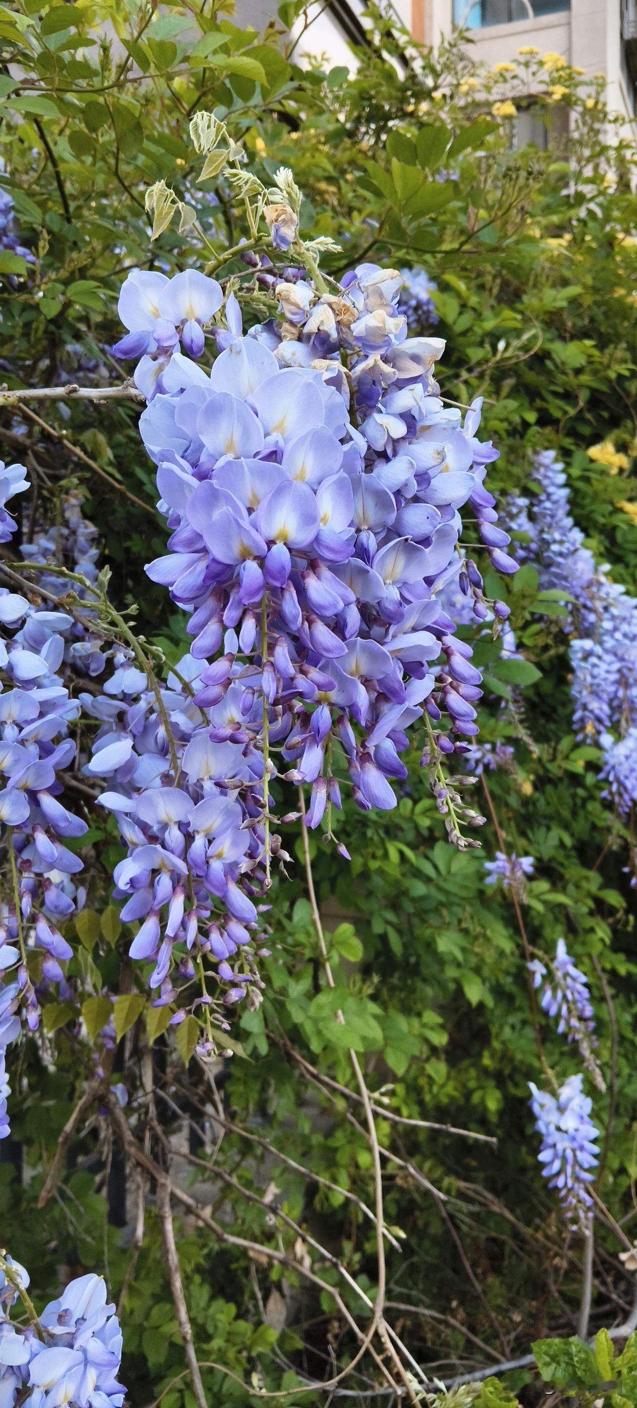 分享一张你最近拍的花这是什么花？非常漂亮！