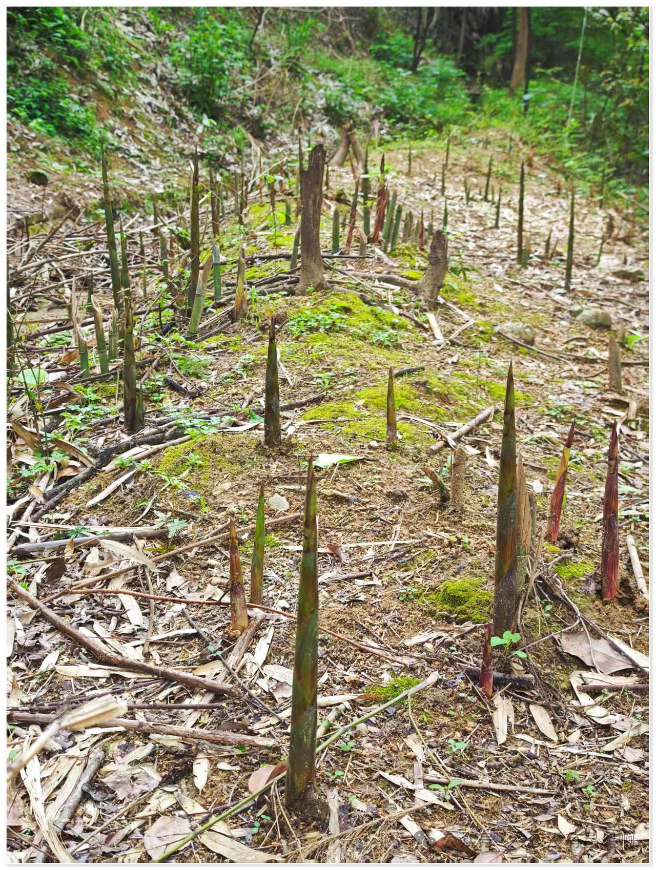 太多了，这么多竹笋，根本拔不完