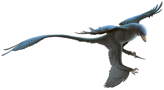 #公开课##你的桌面恐龙博物馆# 第二课 小盗龙（二）Microraptor 虽