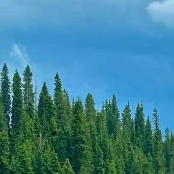 森林驿站 | 阳光信用 每日‬一善 那些走过的路，那些笨拙而缓慢的生长，会让生活