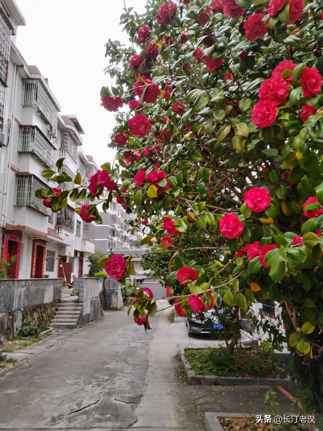 在头条对作品只阅读不评论的人很多，大家来头条是很随性玩玩的，有兴趣的内容看看就行