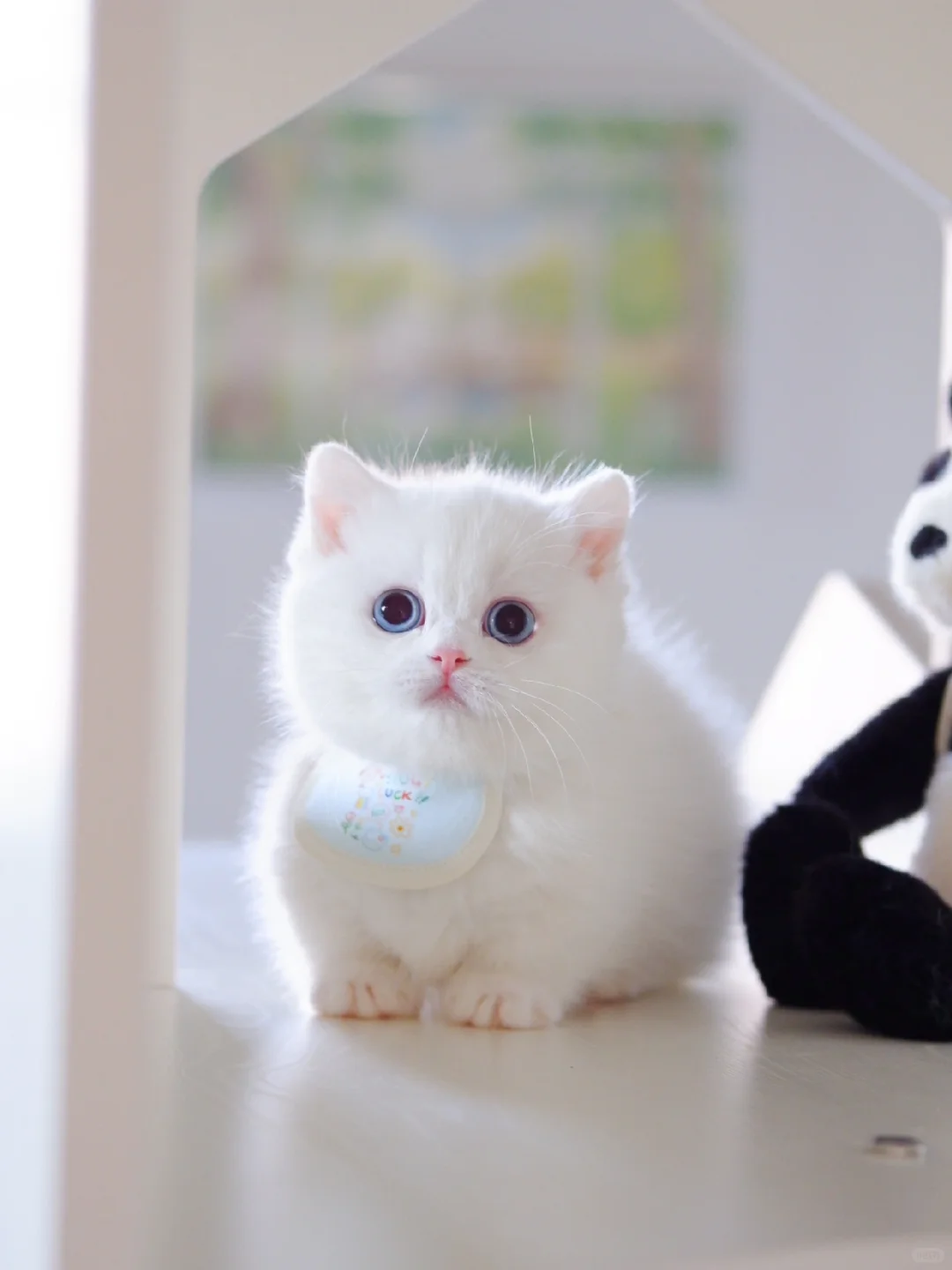 这么可爱养它怎么了 纯白蓝眼曼基康矮脚猫