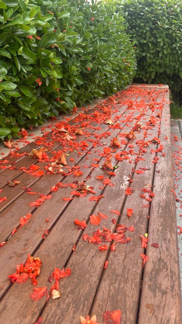 一场风雨一地落花 